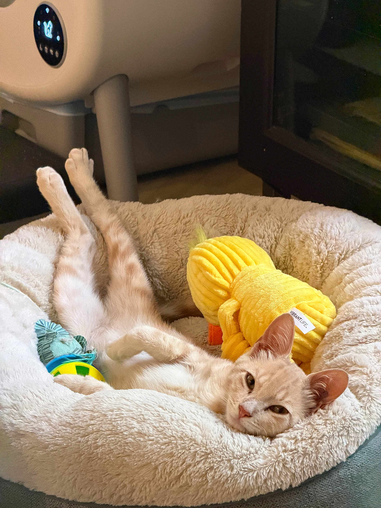 Biscuit joined the competition — help win amazing prizes! cat, kitten, pet, pet_bed, plush_toy, yellow_toy, toy_ball, sleeping, relaxed, cozy, fluffy, fur, paw, ears, whiskers, indoor, bedroom, looking_at_camera, cute, napping
