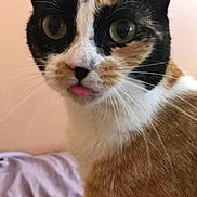 Addison joined the competition — help win amazing prizes! cat, calico, close_up, tongue_out, pet, animal, whiskers, fur, ears, eyes, indoor, bed, blanket, pattern, cute, funny, portrait, feline, domestic_cat, soft_light