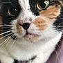 Addison is registered to the contest to win money with this photo: cat, calico, close_up, whiskers, green_eyes, pink_nose, fur, pet, animal, resting, indoor, curious, cute, face, paws, mammal, feline, domestic, bed, blanket