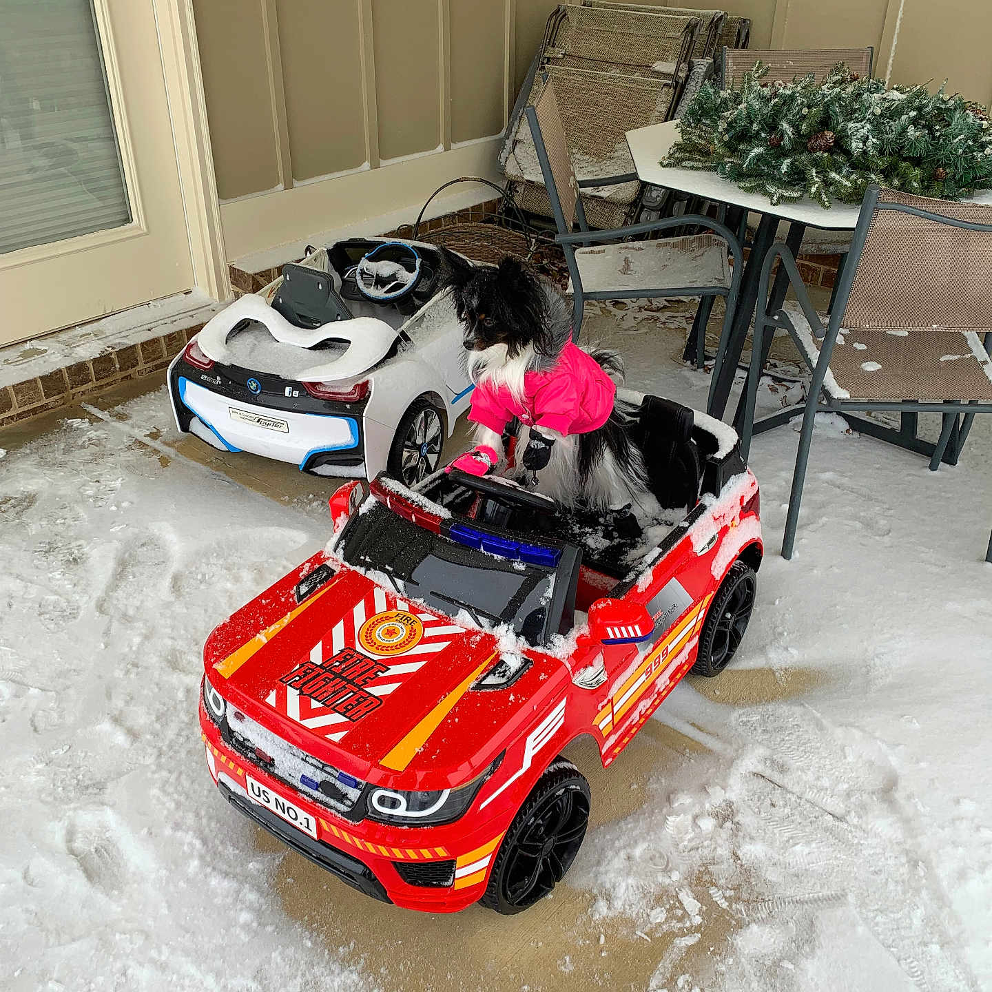 Magi Mae joined the competition — help win amazing prizes! black_and_white_dog, chair, cold_weather, decorations, dog, fire_truck, footprints, furniture, outdoor, patio, pet, pink_jacket, play, small_dog, snow, table, toy, toy_car, vehicle, winter