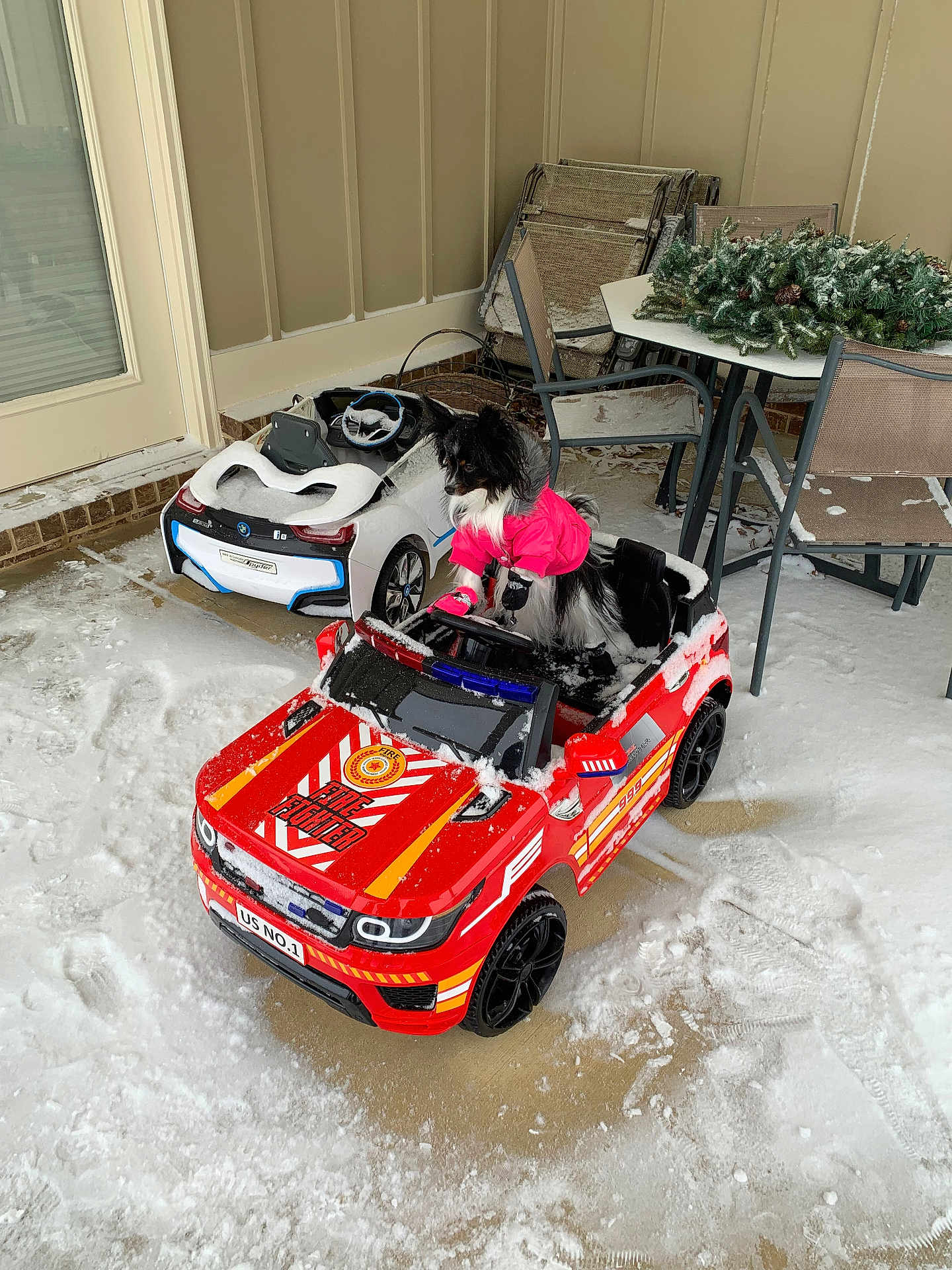 Magi Mae joined the competition — help win amazing prizes! dog, toy_car, fire_truck, snow, pink_jacket, outdoor, patio, furniture, table, chair, winter, black_and_white_dog, small_dog, play, vehicle, decorations, footprints, cold_weather, toy, pet