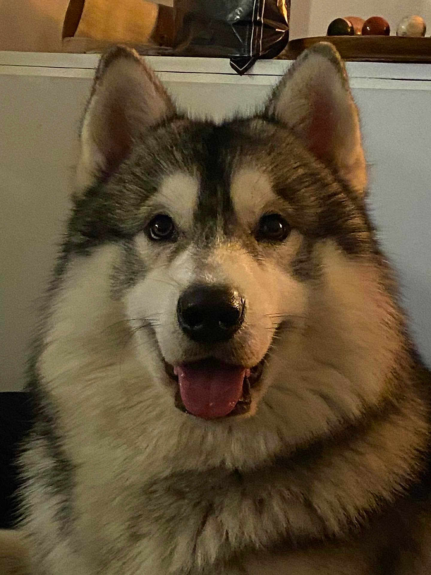 Snow a rejoint le concours — aidez-le/la à gagner de superbes lots ! dog, pet, indoor, fluffy, happy, smiling, tongue_out, fur, animal, canine, portrait, closeup, face, ears, nose, friendly, companion, domestic, cute, mammal