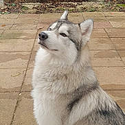 Snow a rejoint le concours — aidez-le/la à gagner de superbes lots ! dog, husky, sitting, outdoor, pet, canine, fur, pavement, fence, animal, grey, white, ears, portrait, nature, leaves, quiet, watching, domestic, mammal