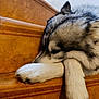 Snow a rejoint le concours — aidez-le/la à gagner de superbes lots ! dog, husky, sleeping, paws, wooden_stairs, closeup, resting, fur, pet, animal, indoors, relaxing, quiet, peaceful, brown, white, black, staircase, napping, cozy