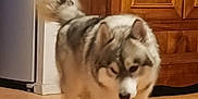Snow a rejoint le concours — aidez-le/la à gagner de superbes lots ! dog, indoor, kitchen, wooden_cabinets, floor, walking, pet, animal, fur, tail, refrigerator, home, domestic, canine, appliance, blurry, grey, white, black, household
