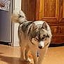 dog, indoor, kitchen, wooden_cabinets, floor, walking, pet, animal, fur, tail, refrigerator, home, domestic, canine, appliance, blurry, grey, white, black, household