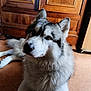 Snow participe au concours pour gagner de l'argent avec cette photo : dog, husky, pet, indoor, wooden_cabinet, fur, lying_down, animal, canine, floor, brown, white, black, ears, face, eyes, nose, whiskers, domestic, companion