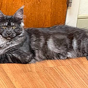 Sakari is registered to the contest to win money with this photo: cat, maine_coon, longhaired, gray_fur, fluffy, tufted_ears, yellow_eyes, lying_down, lounging, indoor, wooden_floor, wooden_door, portrait, pet, feline, whiskers, paws, tail, cozy, animal