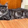 cat, maine_coon, longhaired, gray_fur, fluffy, tufted_ears, yellow_eyes, lying_down, lounging, indoor, wooden_floor, wooden_door, portrait, pet, feline, whiskers, paws, tail, cozy, animal