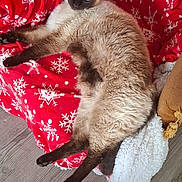 Georges a rejoint le concours — aidez-le/la à gagner de superbes lots ! animal, blue_eyes, cat, chair, comfort, cozy, domestic_cat, feline, foot, fur, home, indoor, pet, red_blanket, relaxing, resting, siamese_cat, snowflake_pattern, soft_fabric, wooden_floor