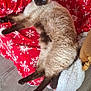 animal, blue_eyes, cat, chair, comfort, cozy, domestic_cat, feline, foot, fur, home, indoor, pet, red_blanket, relaxing, resting, siamese_cat, snowflake_pattern, soft_fabric, wooden_floor