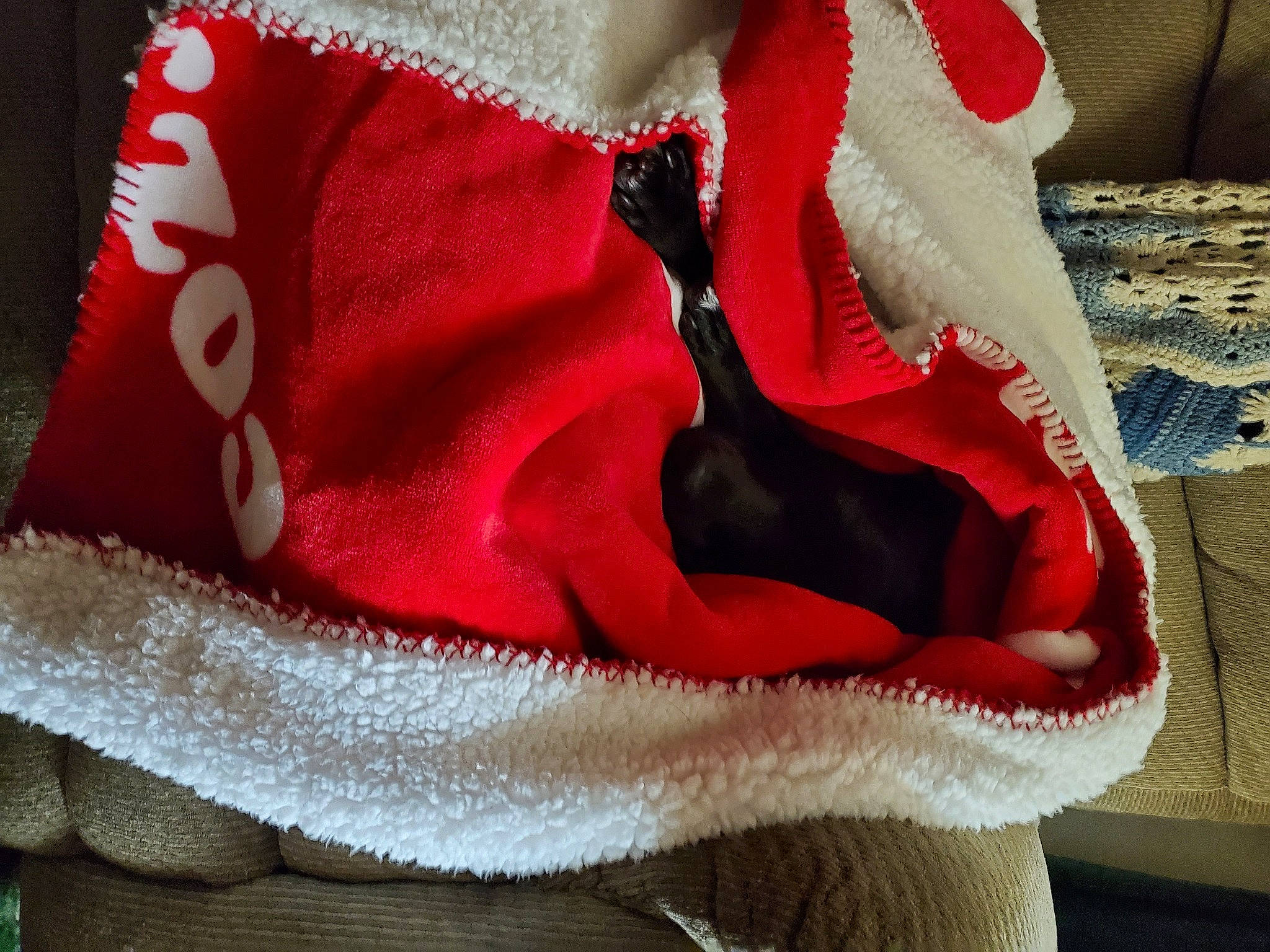 Patience is registered to the contest to win money with this photo: carmine, costume, costume_accessory, fictional_character, fur, outerwear, red, textile