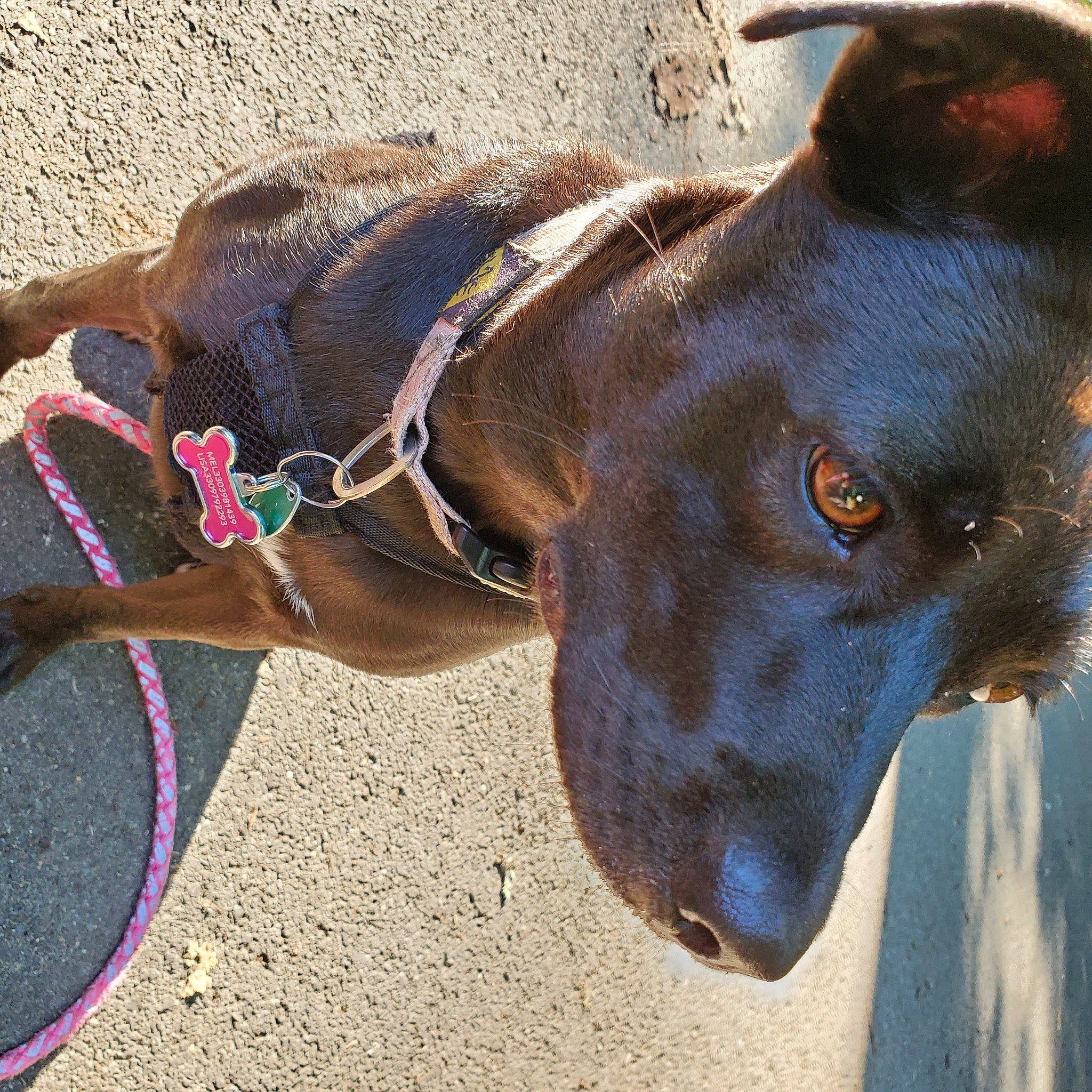 Patience is registered to the contest to win money with this photo: canidae, carnivore, collar, dog, dog_breed, dog_collar, ear, fawn, leash, liver, snout, sporting_group