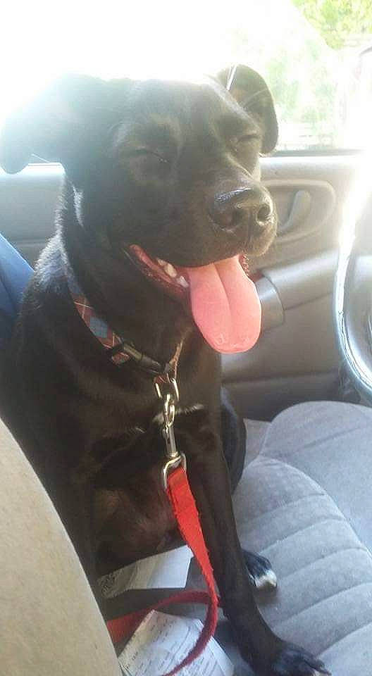 Patience is registered to the contest to win money with this photo: american_pit_bull_terrier, cane_corso, canidae, car, carnivore, dog, dog_breed, guard_dog, labrador_retriever, non_sporting_group, snout, sporting_group, staffordshire_bull_terrier, vehicle