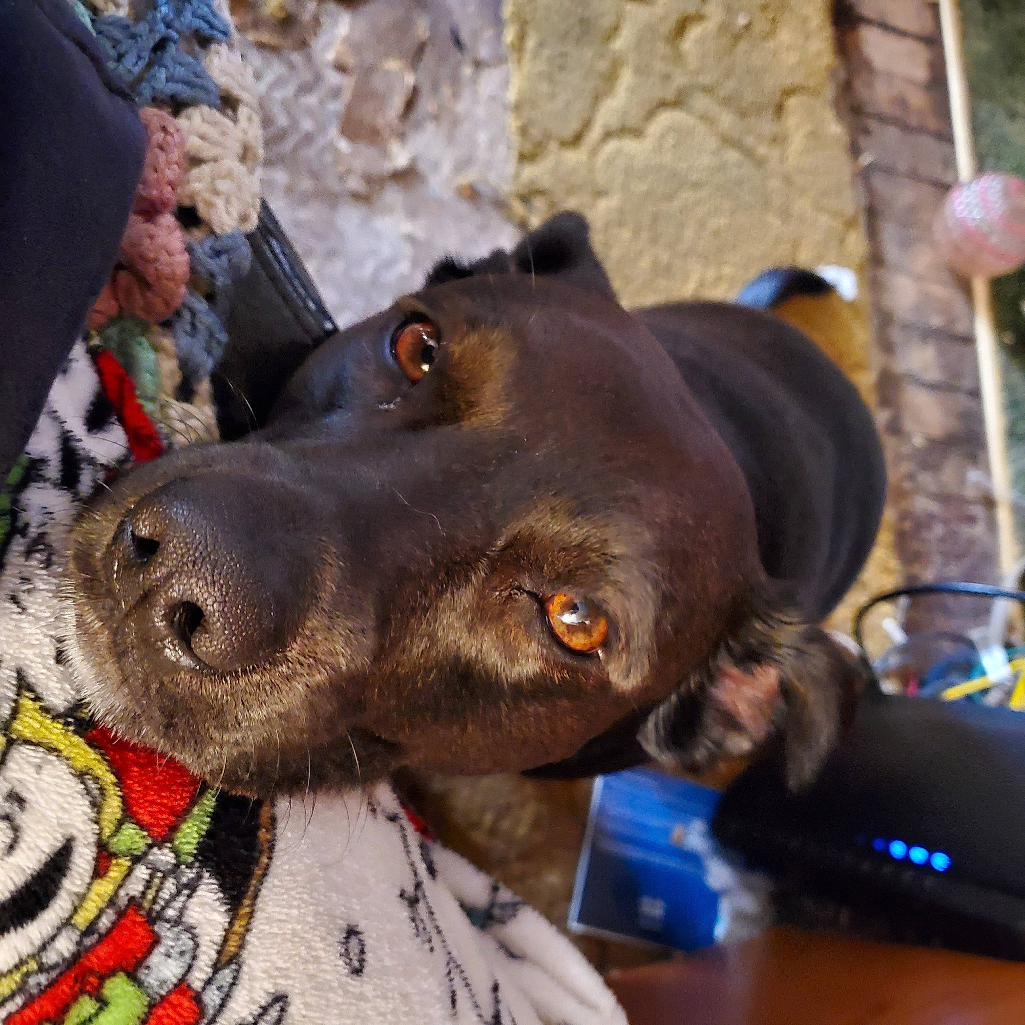 Patience joined the competition — help win amazing prizes! canidae, carnivore, dog, dog_breed, dog_collar, snout, sporting_group