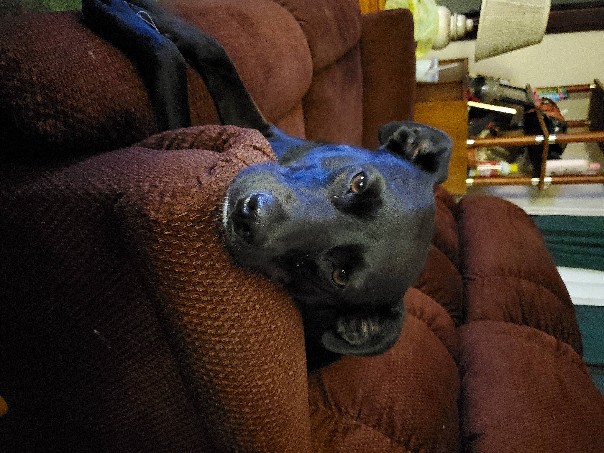 Patience joined the competition — help win amazing prizes! canidae, carnivore, dog_breed, italian_greyhound, snout, sporting_group