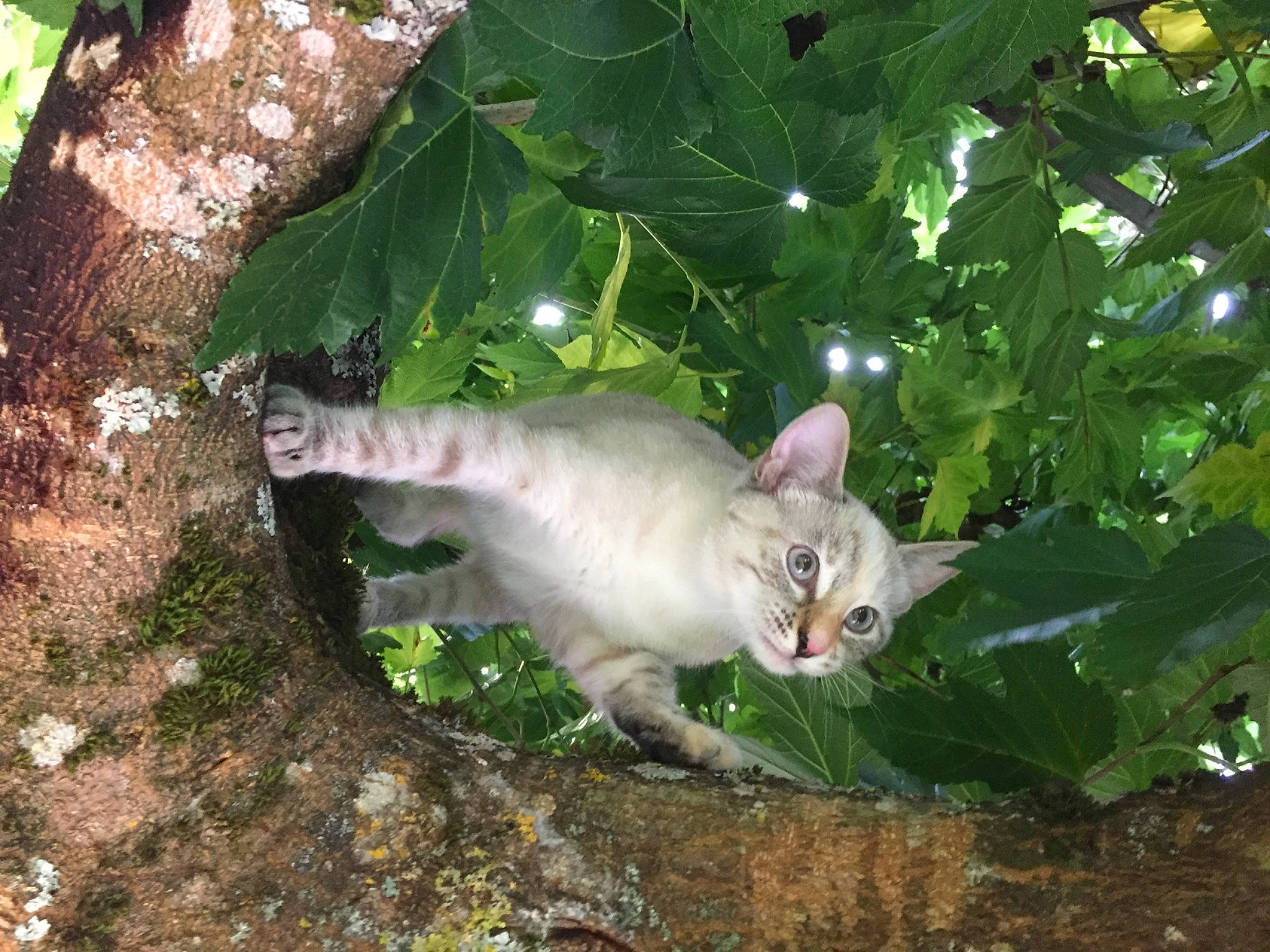 Ninouche participe au concours pour gagner de l'argent avec cette photo : botany, branch, carnivore, cat, domestic_short_haired_cat, fawn, felidae, fur, grass, groundcover, herb, plant, small_to_medium_sized_cats, tail, terrestrial_animal, tree, trunk, vertebrate, whiskers, wood