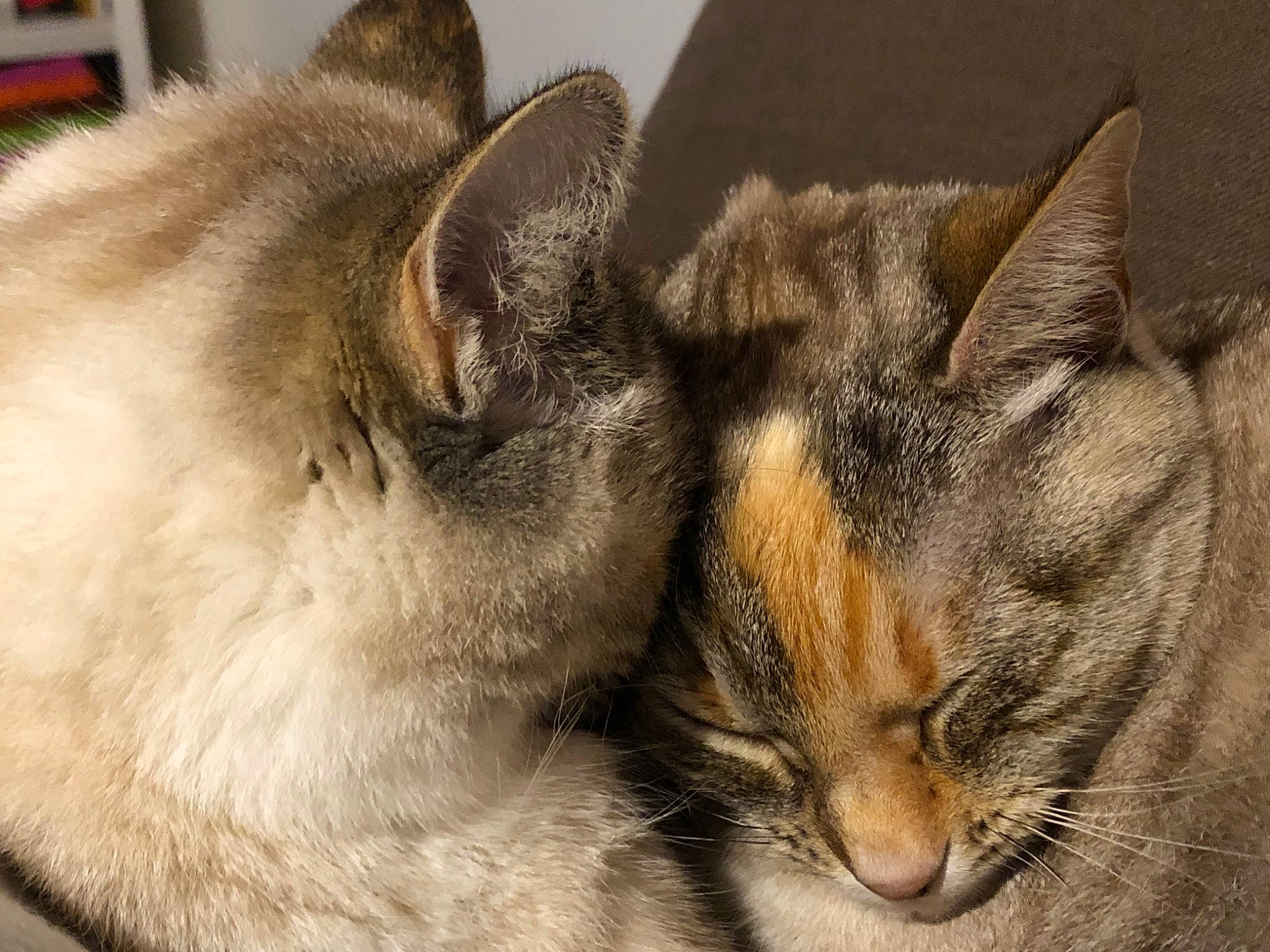 Ninouche participe au concours pour gagner de l'argent avec cette photo : carnivore, cat, claw, comfort, domestic_short_haired_cat, fawn, felidae, fur, nap, paw, sleep, small_to_medium_sized_cats, snout, tail, terrestrial_animal, whiskers, wildlife