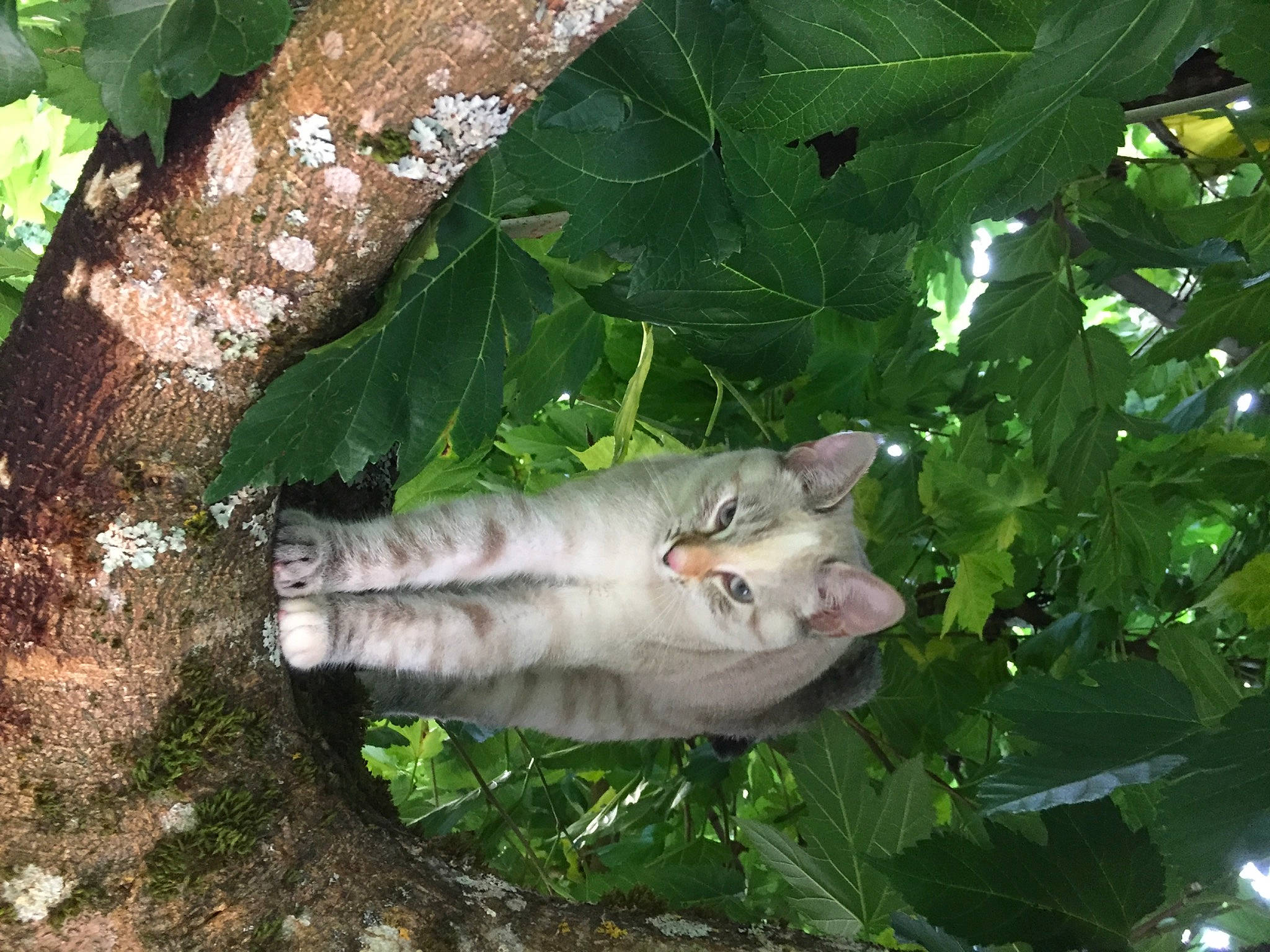 Ninouche participe au concours pour gagner de l'argent avec cette photo : carnivore, cat, domestic_short_haired_cat, fawn, felidae, flowering_plant, fur, grass, herb, plant, small_to_medium_sized_cats, snout, tail, terrestrial_plant, tree, trunk, twig, whiskers, wood, woody_plant