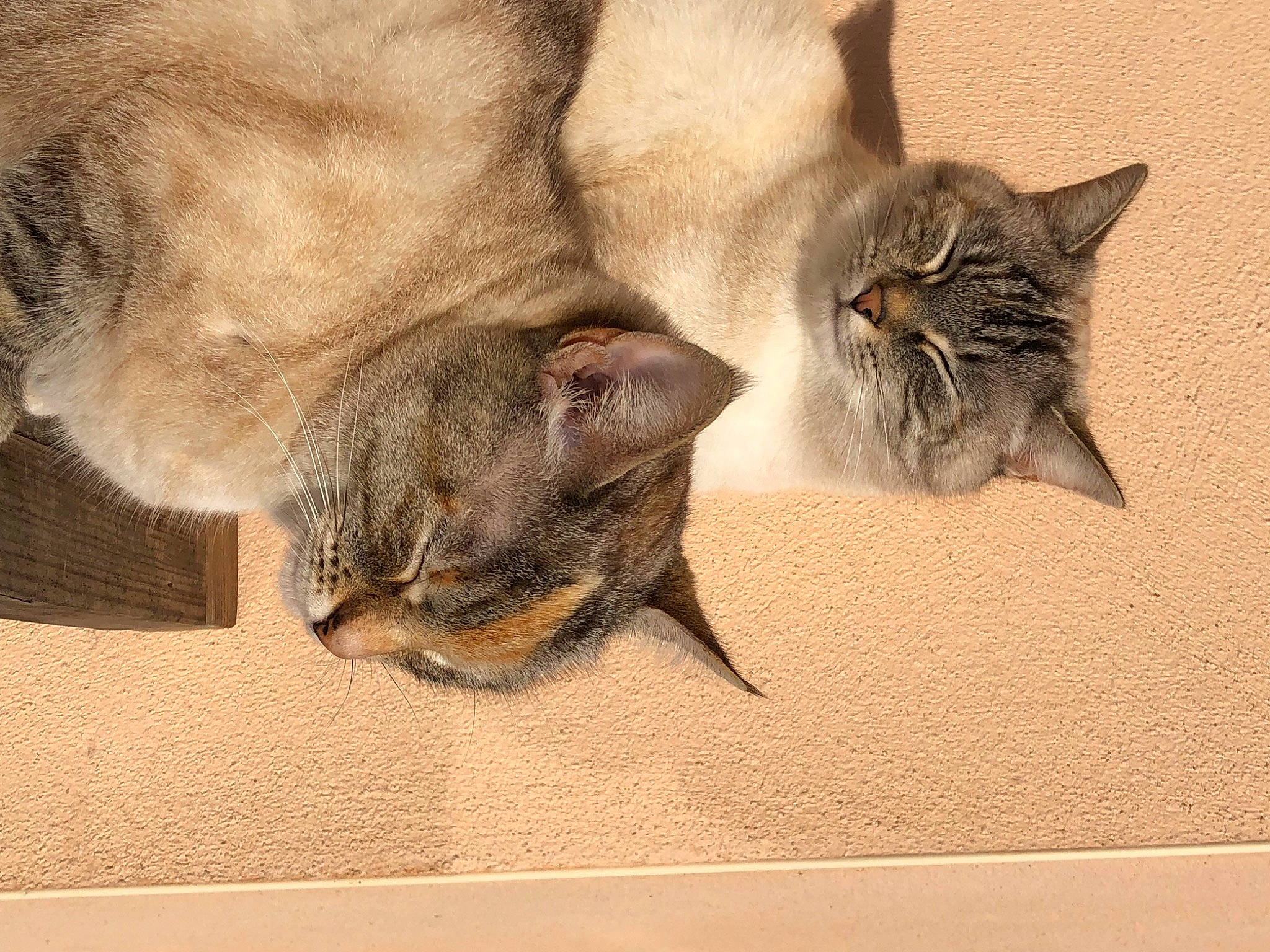 Ninouche a rejoint le concours — aidez-le/la à gagner de superbes lots ! art, carnivore, cat, domestic_short_haired_cat, fawn, felidae, fur, grey, illustration, painting, paper, small_to_medium_sized_cats, snout, still_life_photography, tail, terrestrial_animal, visual_arts, whiskers, window, wood