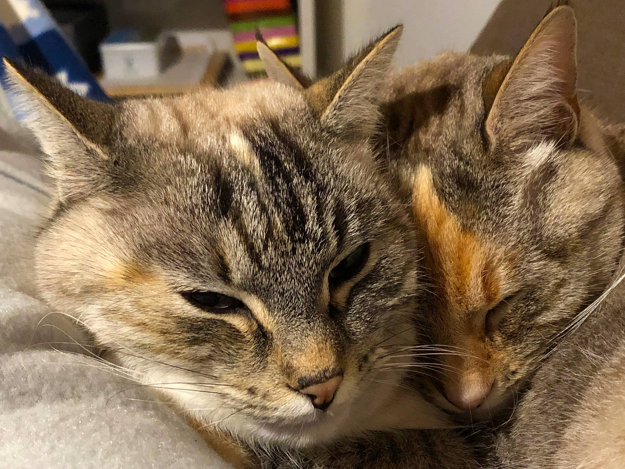 Ninouche a rejoint le concours — aidez-le/la à gagner de superbes lots ! carnivore, cat, comfort, domestic_short_haired_cat, ear, felidae, fur, nap, paw, sleep, small_to_medium_sized_cats, snout, terrestrial_animal, tree, whiskers, wildlife