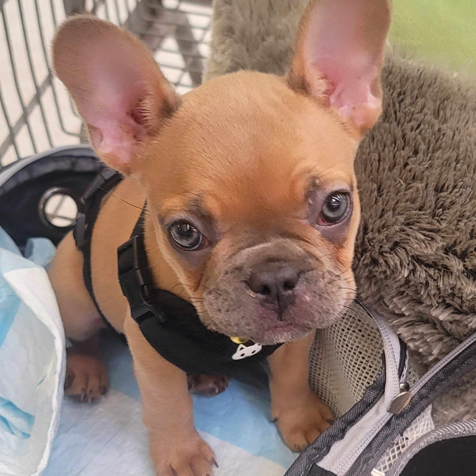 Zoey is registered to the contest to win money with this photo: bulldog, canidae, carnivore, chihuahua, companion_dog, dog, dog_breed, ear, eye, fawn, grass, mammal, pink, skin, snout, terrestrial_animal, toy_dog, vertebrate, whiskers, working_animal