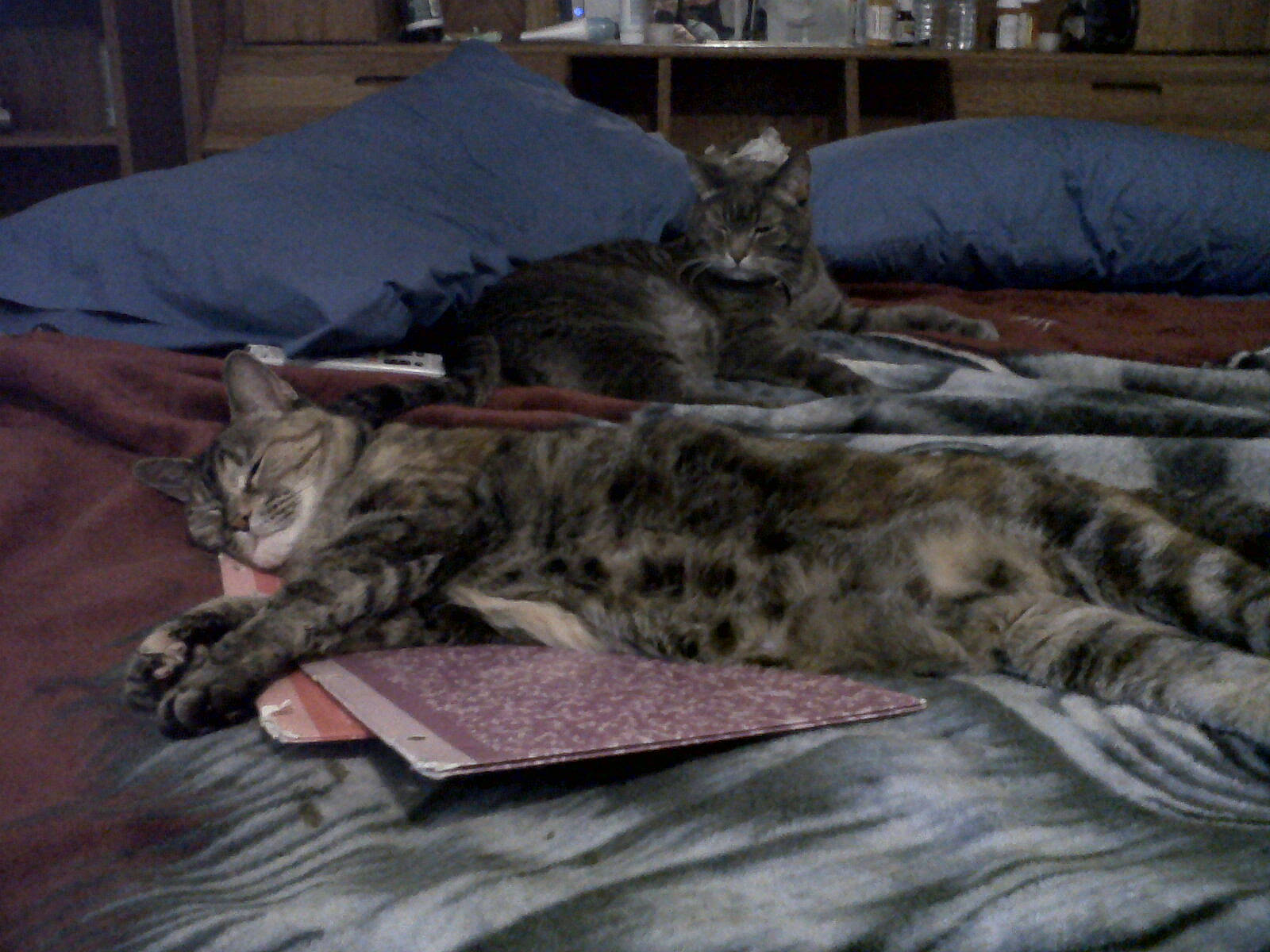 Isabel is registered to the contest to win money with this photo: bed, carnivore, cat, comfort, domestic_short_haired_cat, felidae, fur, grey, nap, paw, small_to_medium_sized_cats, snout, tail, terrestrial_animal, vertebrate, whiskers, wildlife