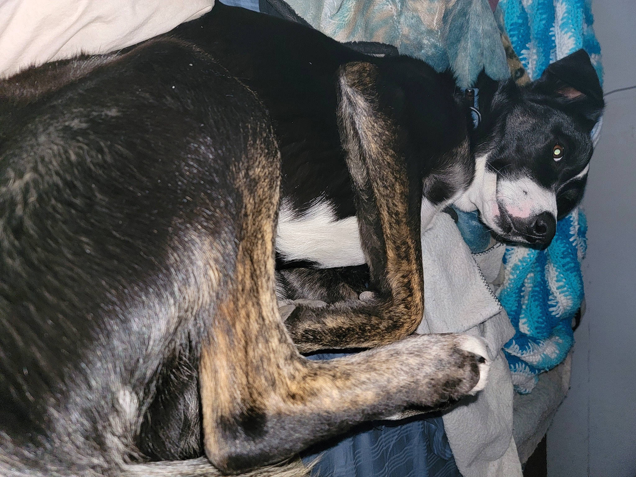 Toby joined the competition — help win amazing prizes! canidae, carnivore, claw, companion_dog, dog, dog_breed, ear, fawn, fur, giant_dog_breed, guard_dog, paw, snout, sporting_group, terrestrial_animal, whiskers, working_animal, working_dog