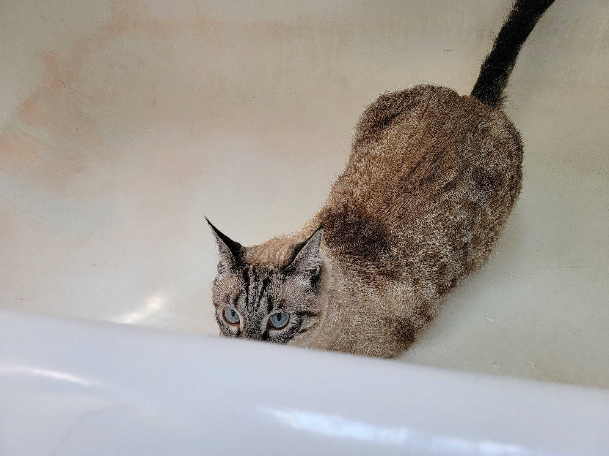 Merlin is registered to the contest to win money with this photo: carnivore, cat, domestic_short_haired_cat, felidae, fur, paw, small_to_medium_sized_cats, snout, tail, terrestrial_animal, whiskers, wildlife