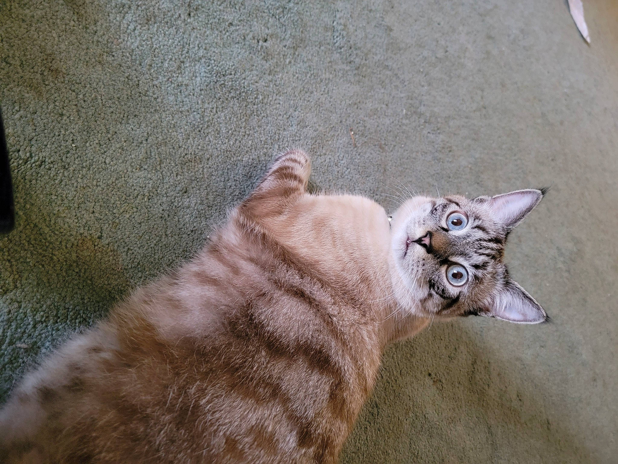 Merlin joined the competition — help win amazing prizes! big_cats, carnivore, cat, claw, comfort, domestic_short_haired_cat, fawn, felidae, foot, fur, head, paw, small_to_medium_sized_cats, snout, tail, terrestrial_animal, whiskers, wildlife, wood, wrinkle