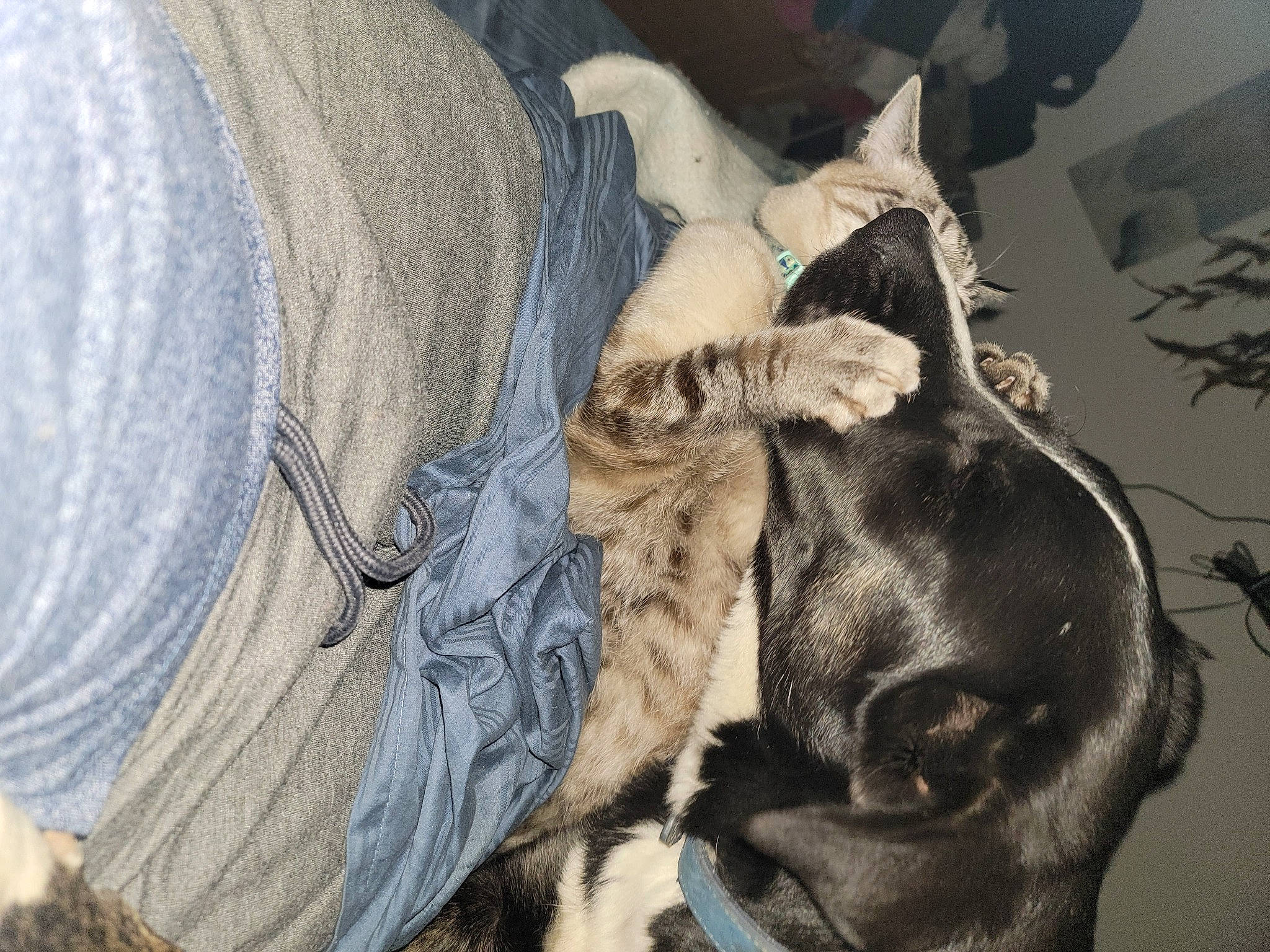 Merlin joined the competition — help win amazing prizes! canidae, carnivore, comfort, companion_dog, dog, dog_breed, fawn, felidae, fur, fur_clothing, grey, human_leg, linens, small_to_medium_sized_cats, snout, sporting_group, tail, weimaraner, whiskers, working_animal