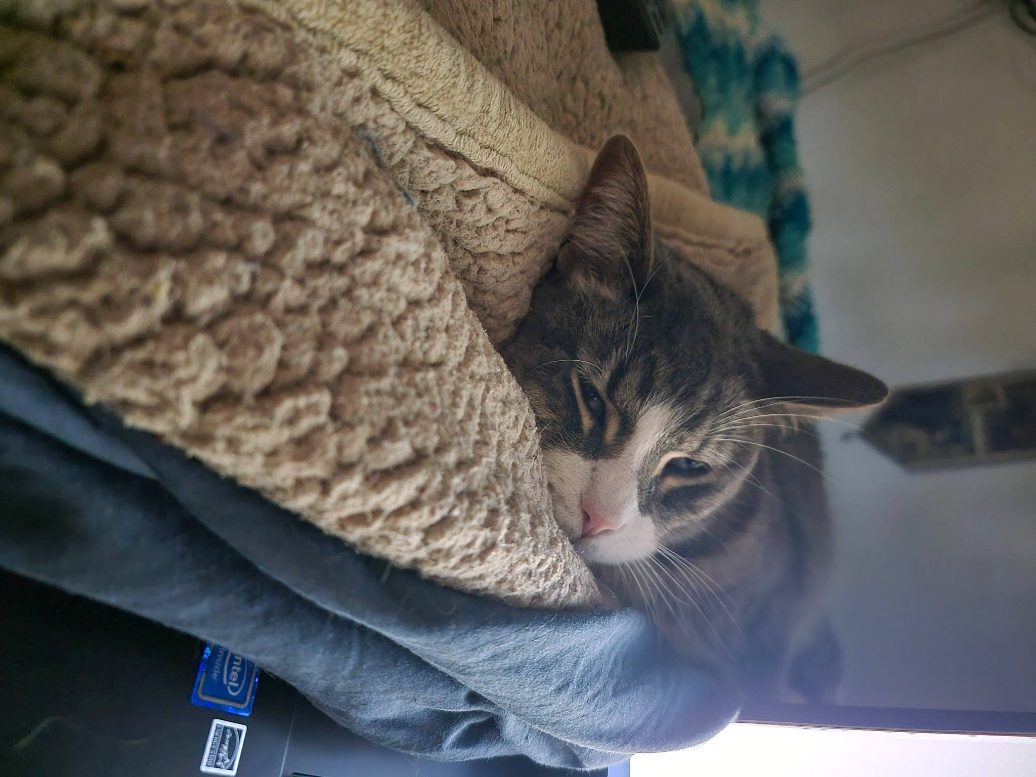 Patrick joined the competition — help win amazing prizes! carnivore, cat, comfort, denim, domestic_short_haired_cat, door, felidae, fur, grey, linens, plant, small_to_medium_sized_cats, snout, tail, thread, tree, whiskers, window, wood, woolen