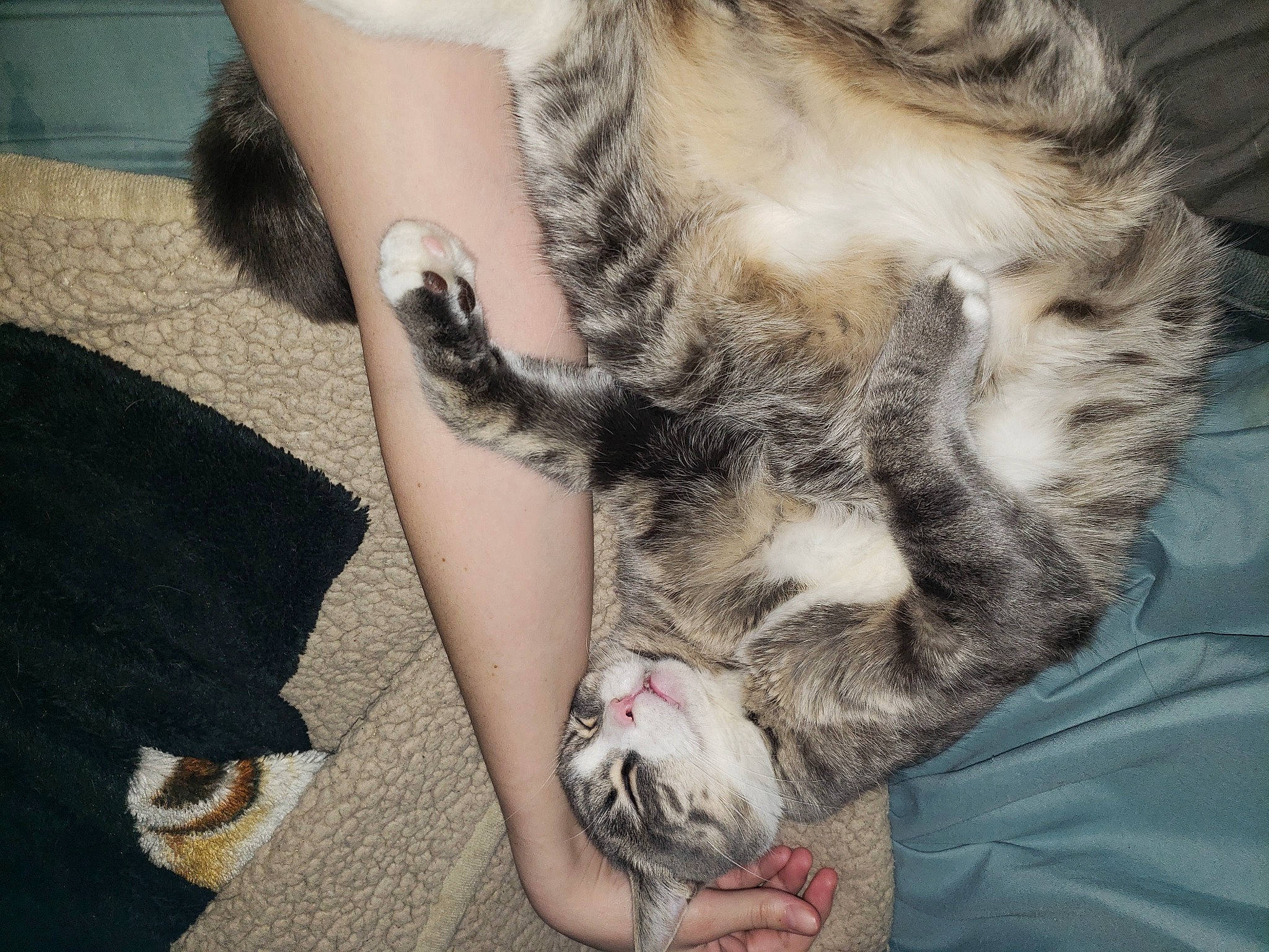 Patrick is registered to the contest to win money with this photo: carnivore, cat, claw, comfort, domestic_short_haired_cat, fawn, felidae, foot, fur, gesture, human_leg, lap, leg, nail, paw, small_to_medium_sized_cats, snout, tail, toe, whiskers