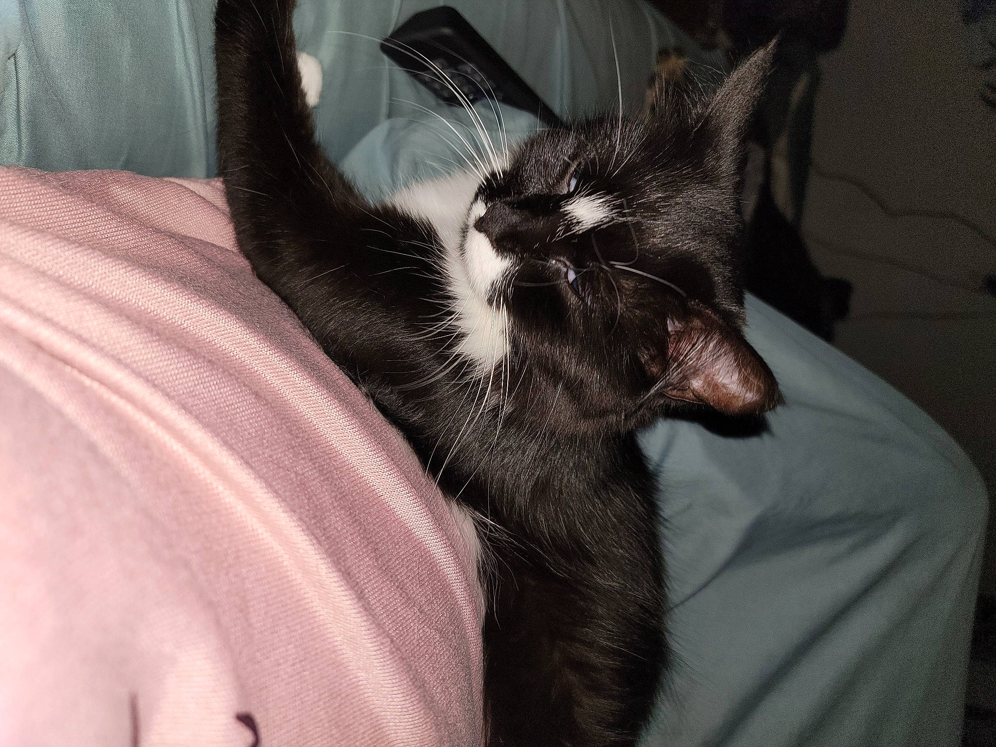 Loki is registered to the contest to win money with this photo: black_cat, carnivore, cat, close_up, comfort, domestic_short_haired_cat, ear, eye, eyelash, felidae, finger, fur, gesture, human_leg, nail, paw, small_to_medium_sized_cats, snout, textile, whiskers