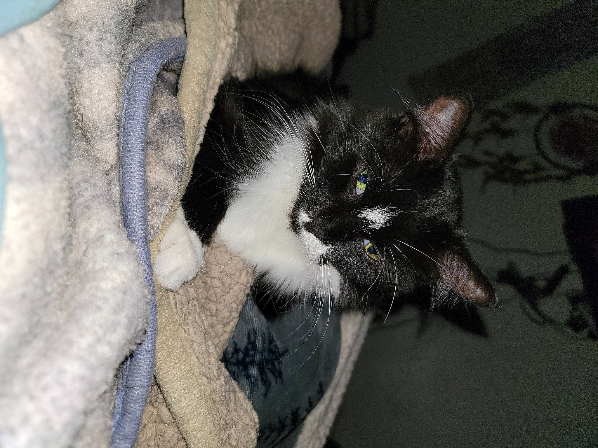 Loki joined the competition — help win amazing prizes! carnivore, cat, claw, comfort, domestic_short_haired_cat, felidae, fur, grey, hair, head, leg, monochrome_photography, paw, sitting, small_to_medium_sized_cats, snout, tail, tree, whiskers, window