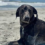 Nosey is registered to the contest to win money with this photo: dog, beach, sand, black_dog, collar, leash, outdoor, animal, pet, lying_down, sunlight, sea, waves, relaxation, summer, nature, coast, canine, daytime, closeup