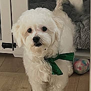 Scooby joined the competition — help win amazing prizes! bed, blanket, bow, canine, companion, curious, cute, dog, domestic, fluffy, fur, green_bow, indoor, paw, pet, small_dog, tail, toy, white_dog, wooden_floor