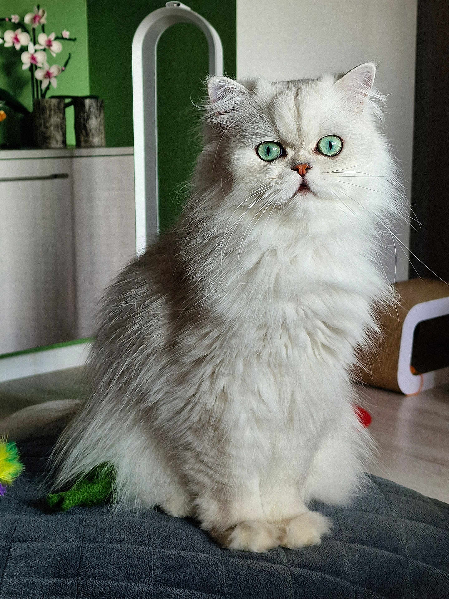 Tango participe au concours pour gagner de l'argent avec cette photo : cat, persian_cat, long_hair, green_eyes, pet, indoor, fur, whiskers, sitting, portrait, closeup, paw, blanket, cushion, home_interior, plant, orchid, furniture, cat_toy, gaze