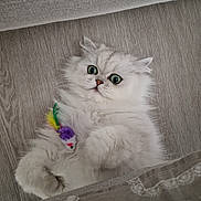 Tango a rejoint le concours — aidez-le/la à gagner de superbes lots ! cat, white_cat, fluffy_fur, green_eyes, toy_mouse, feather_toy, paws, whiskers, closeup, portrait, indoor, hardwood_floor, couch, blanket, playful, surprised_expression, pet, feline, soft_texture, relaxed