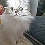 Tango participe au concours pour gagner de l'argent avec cette photo : cat, pet, feline, long_hair, white_fur, green_eyes, glasses, eyeglasses, close_up, portrait, whiskers, paw, hand, indoor, bed, blanket, kitchen, curious, adorable, fluffy
