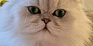 Tango participe au concours pour gagner de l'argent avec cette photo : cat, feline, pet, long_haired, fluffy, persian_cat, portrait, close_up, green_eyes, whiskers, paw, indoor, animal, face, fur, ears, nose, cute, relaxed, regal