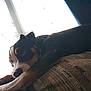 dog, indoor, couch, pet, resting, window, light, shadow, fur, animal, relaxing, home, brown, black, white, ears, paw, texture, comfort, laying