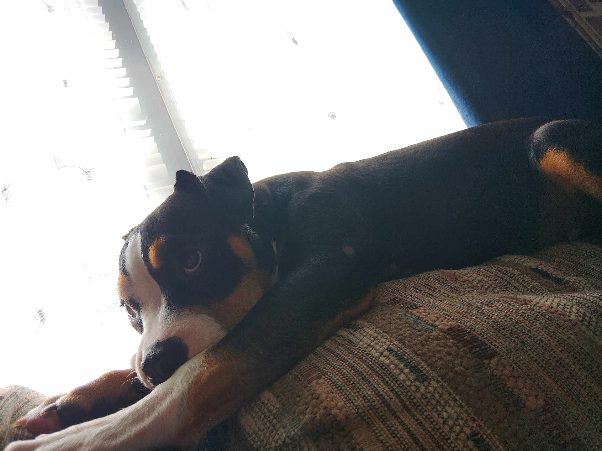 Ooti joined the competition — help win amazing prizes! dog, indoor, couch, pet, resting, window, light, shadow, fur, animal, relaxing, home, brown, black, white, ears, paw, texture, comfort, laying