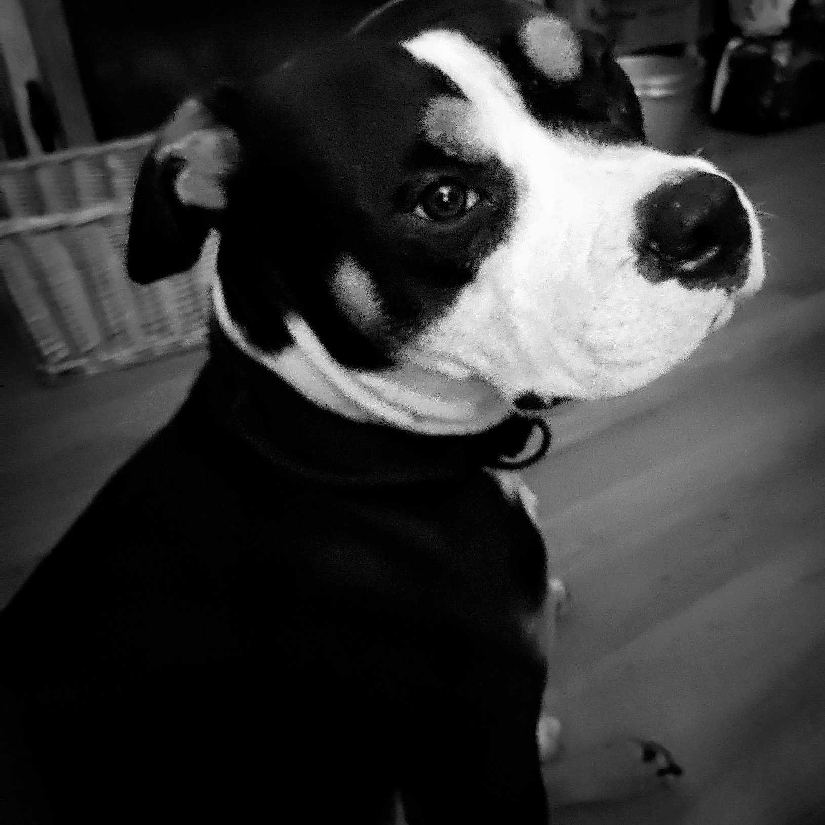 Ooti is registered to the contest to win money with this photo: dog, black_and_white, indoor, pet, animal, close_up, curious, sitting, floor, wicker_basket, household_items, portrait, canine, domestic, fur, collar, looking_back, monochrome, ears, nose