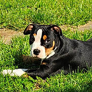 Ooti is registered to the contest to win money with this photo: animal, black_coat, brown_markings, closeup, daytime, dog, ears, grass, greenery, laying_down, nature, outdoor, pet, puppy, relaxing, side_view, snout, sunlight, white_markings, young_dog
