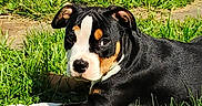Ooti is registered to the contest to win money with this photo: animal, black_coat, brown_markings, closeup, daytime, dog, ears, grass, greenery, laying_down, nature, outdoor, pet, puppy, relaxing, side_view, snout, sunlight, white_markings, young_dog