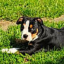 animal, black_coat, brown_markings, closeup, daytime, dog, ears, grass, greenery, laying_down, nature, outdoor, pet, puppy, relaxing, side_view, snout, sunlight, white_markings, young_dog