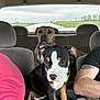 Ooti joined the competition — help win amazing prizes! animal, black_dog, brown_dog, canine, car_interior, companion, dog, landscape, pet, puppy, road, road_trip, rural, seat, tattoo, transportation, travel, vehicle, white_markings, window
