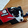 Ooti joined the competition — help win amazing prizes! animal, black_and_white, brown_paw, canine, close_up, cute, dog, domestic_animal, floor, indoor, lying_down, pet, pet_accessory, puppy, resting, service_dog, sock, vest, wooden_floor, young_dog