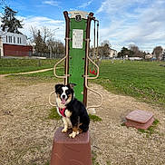Aby participe au concours pour gagner de l'argent avec cette photo : dog, outdoor, park, exercise_equipment, grass, blue_sky, clouds, trees, pedestal, happy, canine, playful, nature, daylight, leash, fitness, animal, tongue_out, brown, green